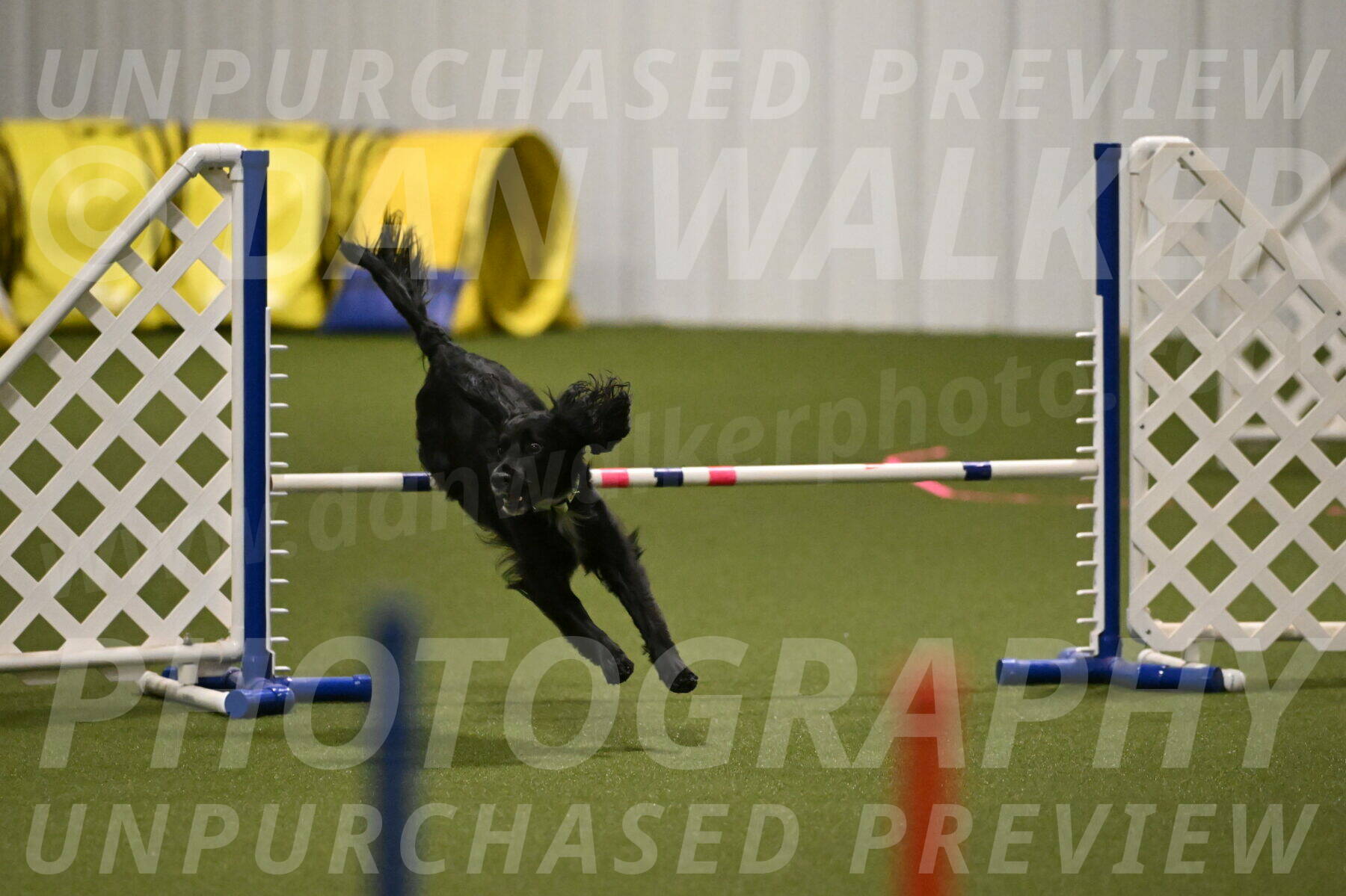 Falcon-Jessica-Murray-06201