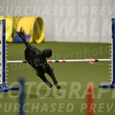 Falcon-Jessica-Murray-06201