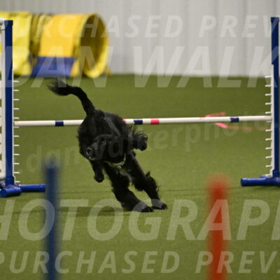 Falcon-Jessica-Murray-06202