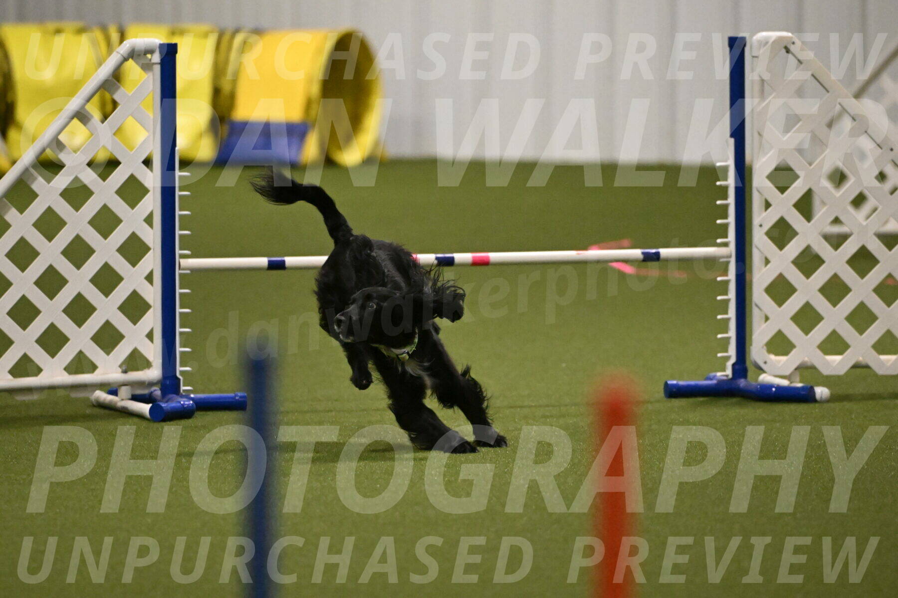 Falcon-Jessica-Murray-06202