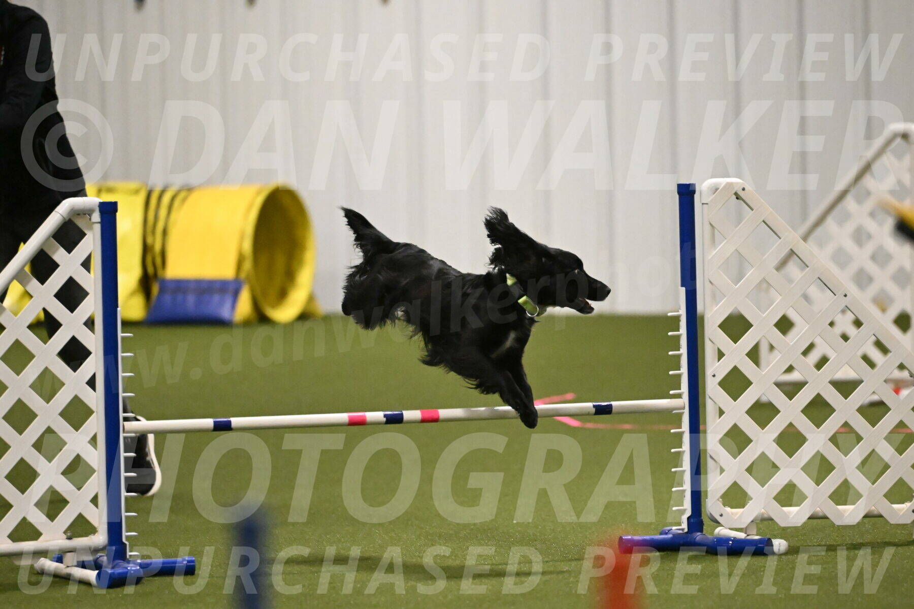 Falcon-Jessica-Murray-06203