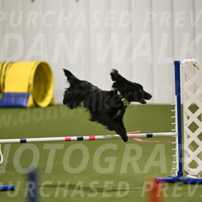 Falcon-Jessica-Murray-06203