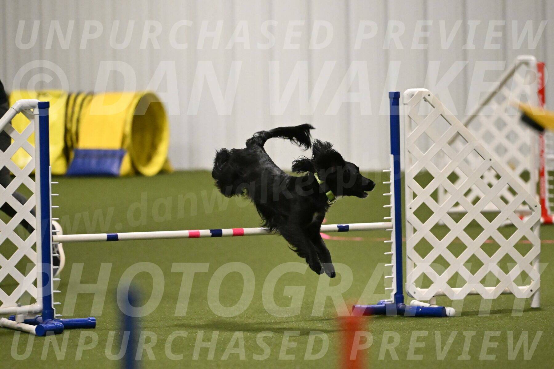 Falcon-Jessica-Murray-06204