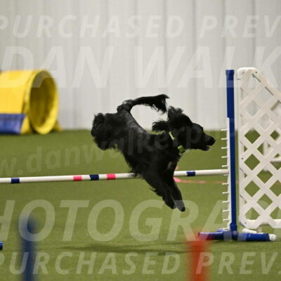 Falcon-Jessica-Murray-06204