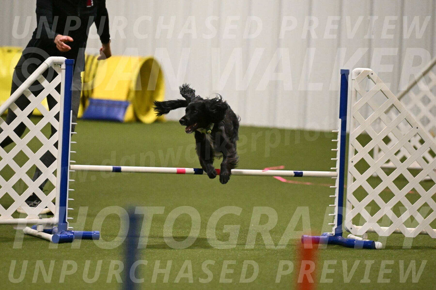 Falcon-Jessica-Murray-06205