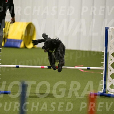 Falcon-Jessica-Murray-06205