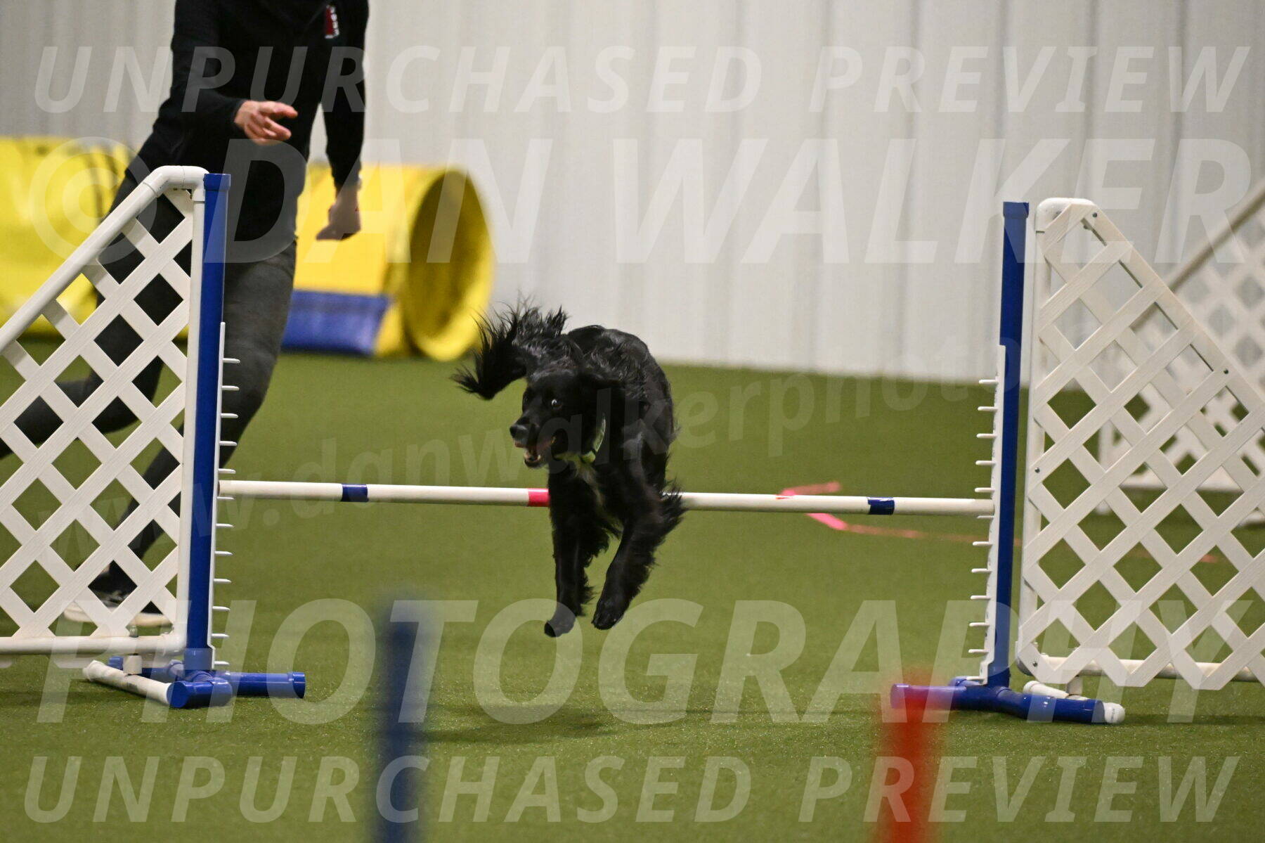 Falcon-Jessica-Murray-06206