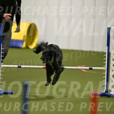 Falcon-Jessica-Murray-06206