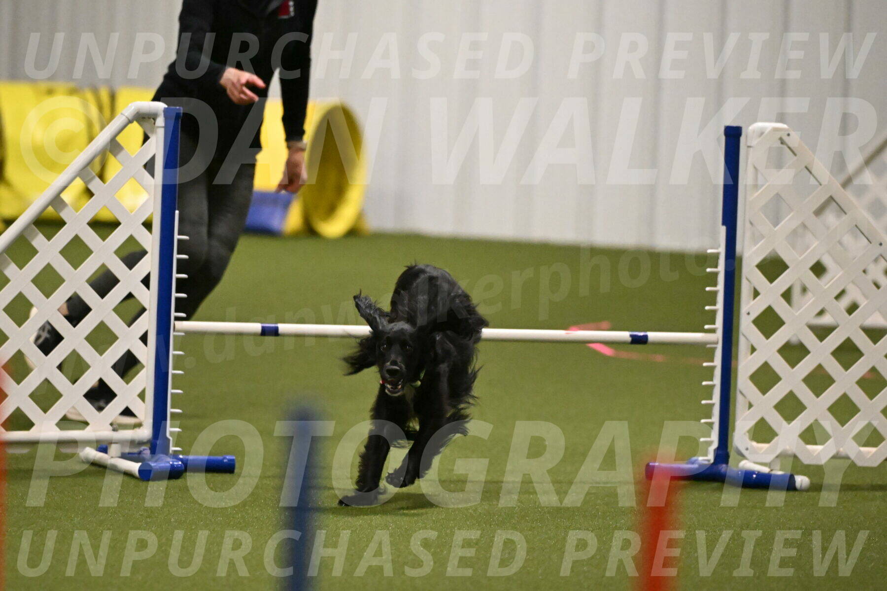 Falcon-Jessica-Murray-06207