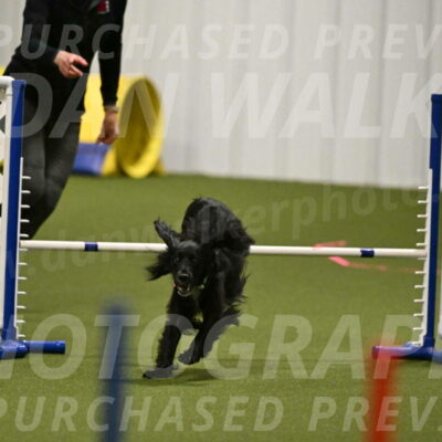 Falcon-Jessica-Murray-06207