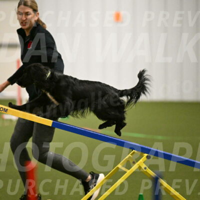 Falcon-Jessica-Murray-06212