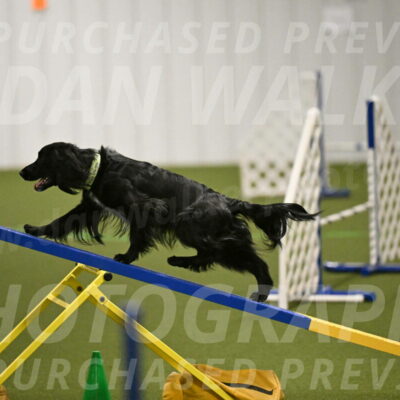 Falcon-Jessica-Murray-06214