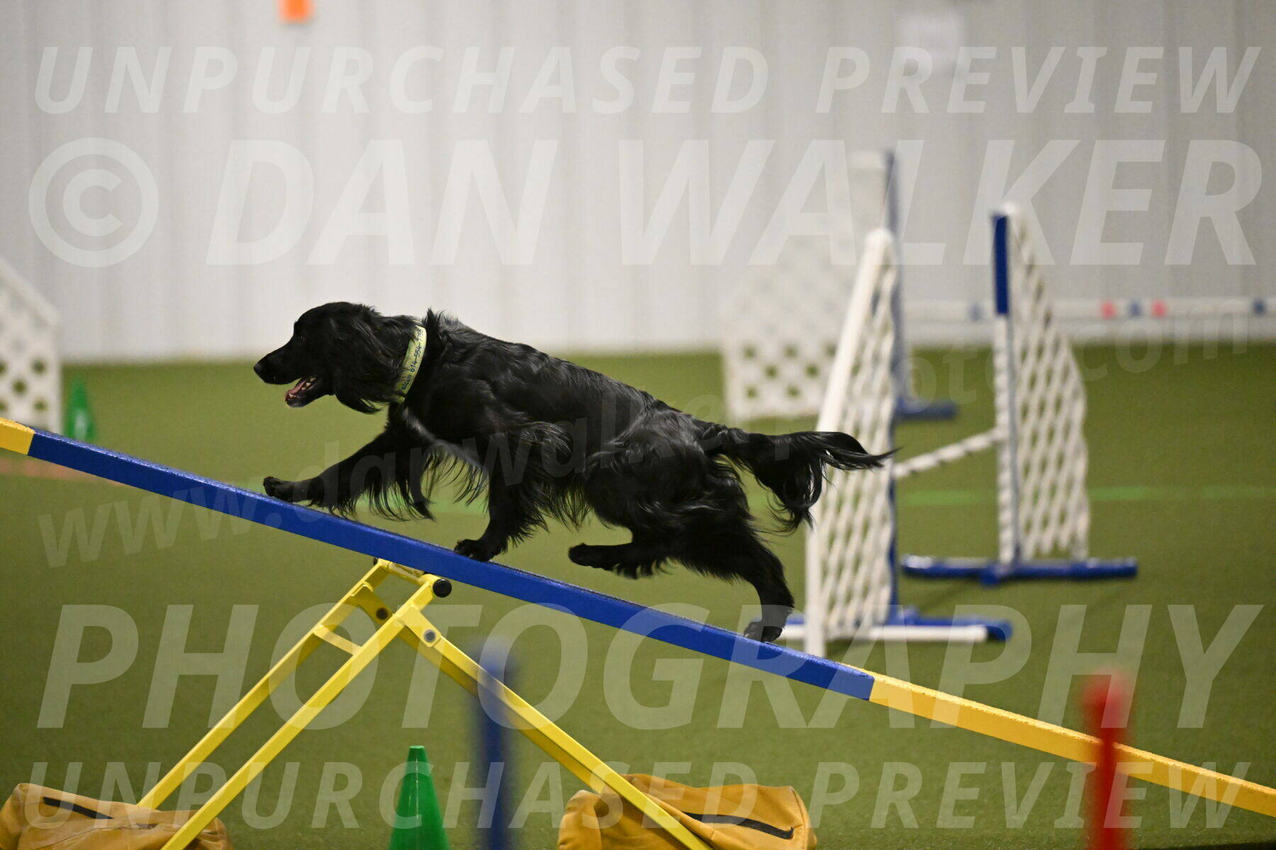 Falcon-Jessica-Murray-06214