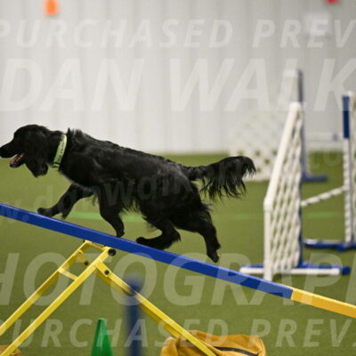 Falcon-Jessica-Murray-06215