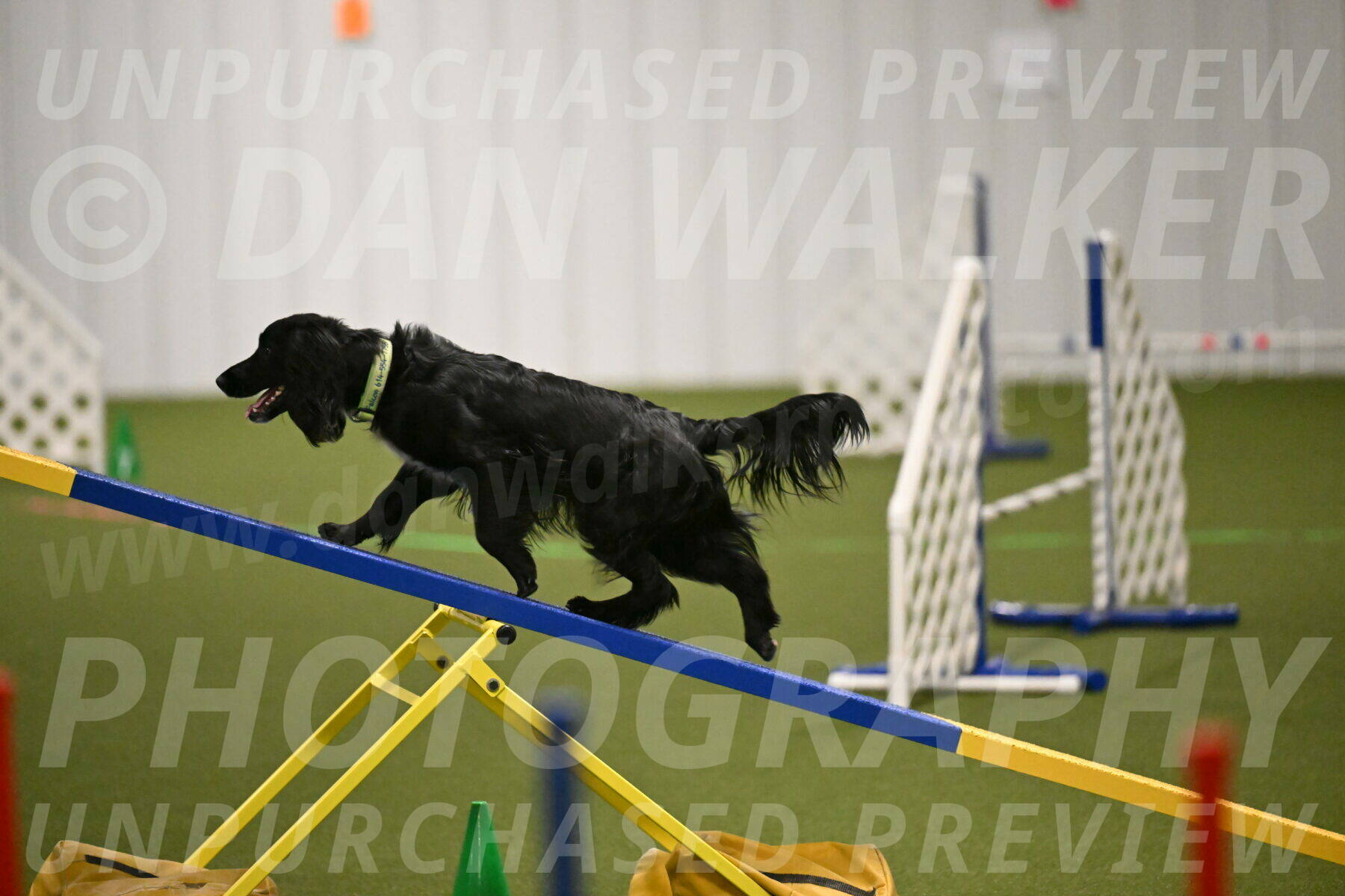 Falcon-Jessica-Murray-06215