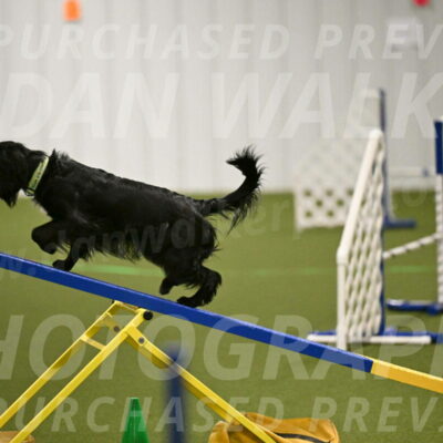 Falcon-Jessica-Murray-06216