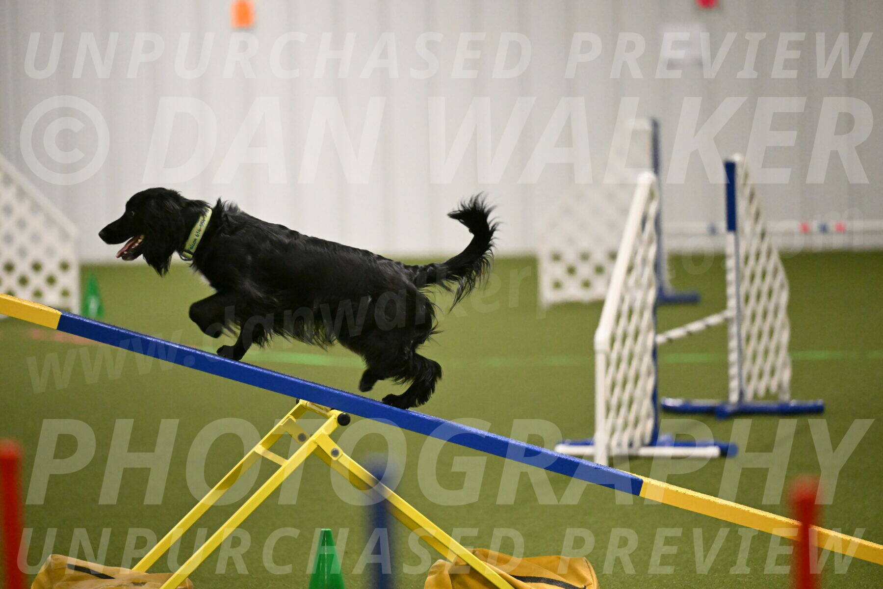 Falcon-Jessica-Murray-06216