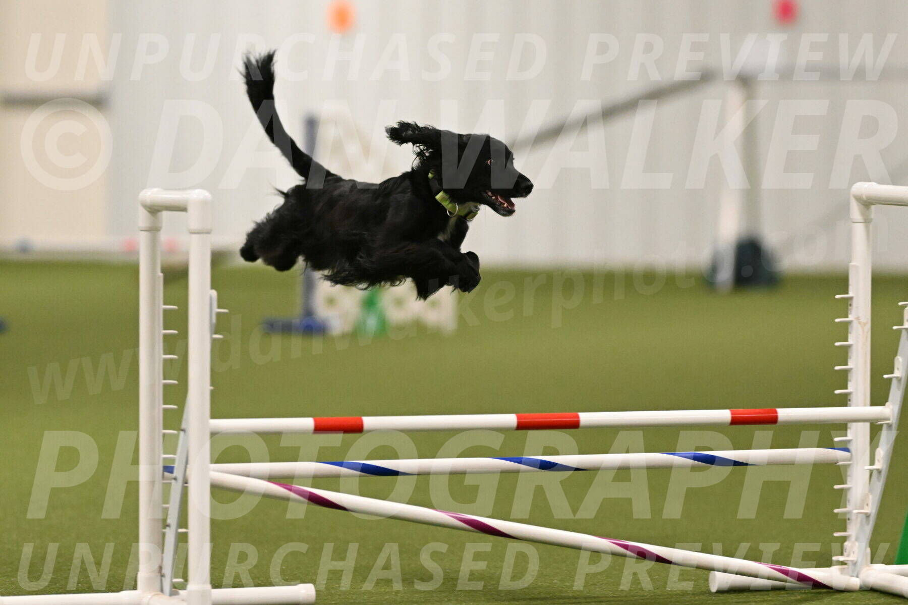 Falcon-Jessica-Murray-06217