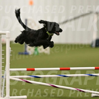 Falcon-Jessica-Murray-06217