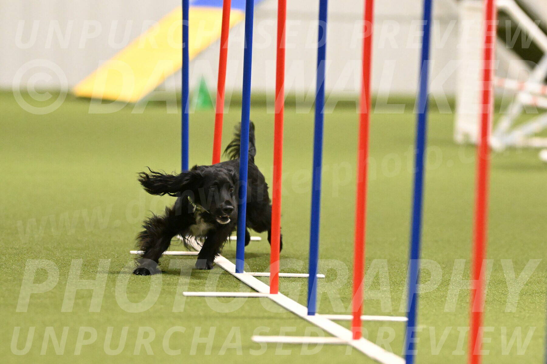 Falcon-Jessica-Murray-06218