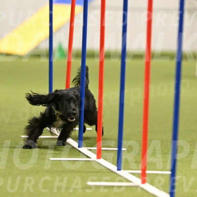 Falcon-Jessica-Murray-06218