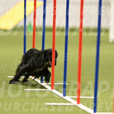 Falcon-Jessica-Murray-06219