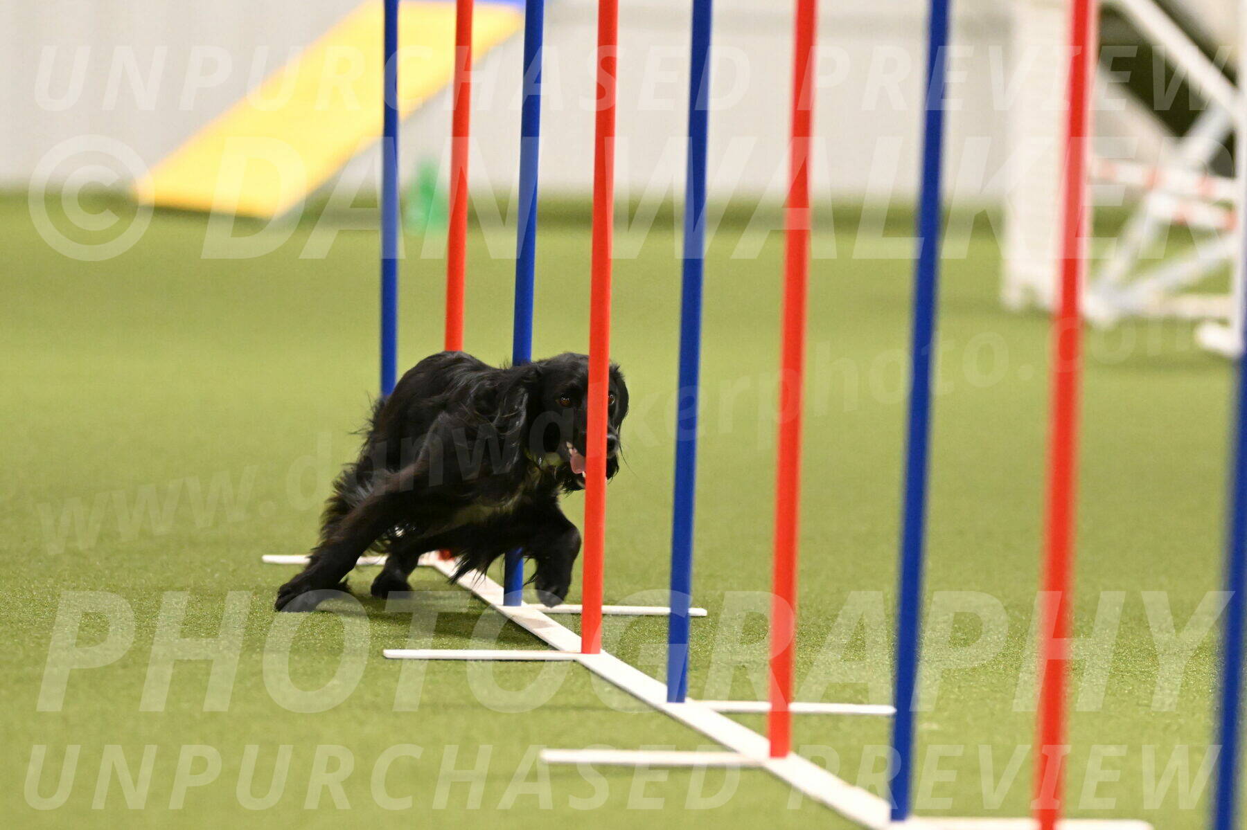 Falcon-Jessica-Murray-06219