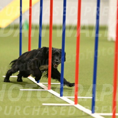 Falcon-Jessica-Murray-06220