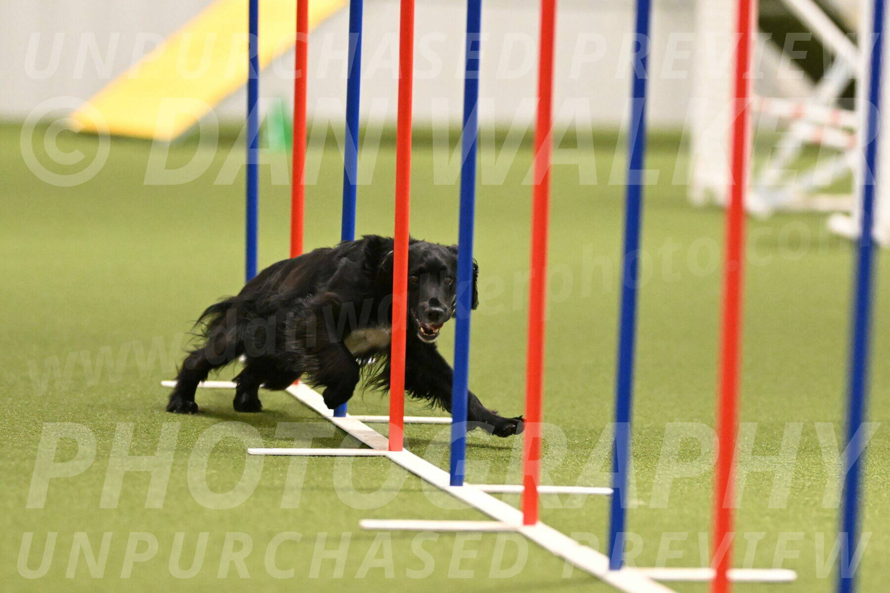 Falcon-Jessica-Murray-06220