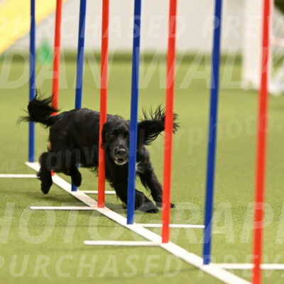 Falcon-Jessica-Murray-06221