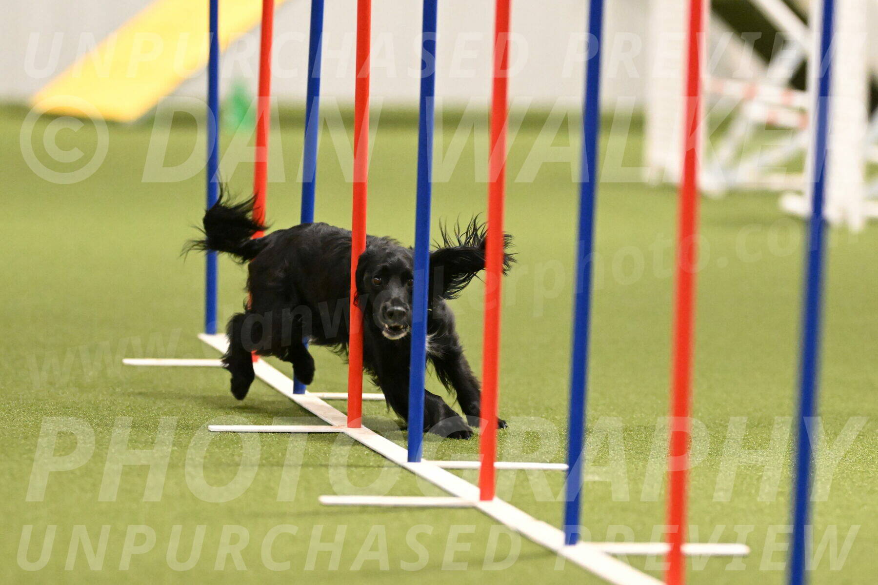 Falcon-Jessica-Murray-06221