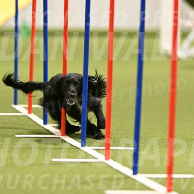 Falcon-Jessica-Murray-06222