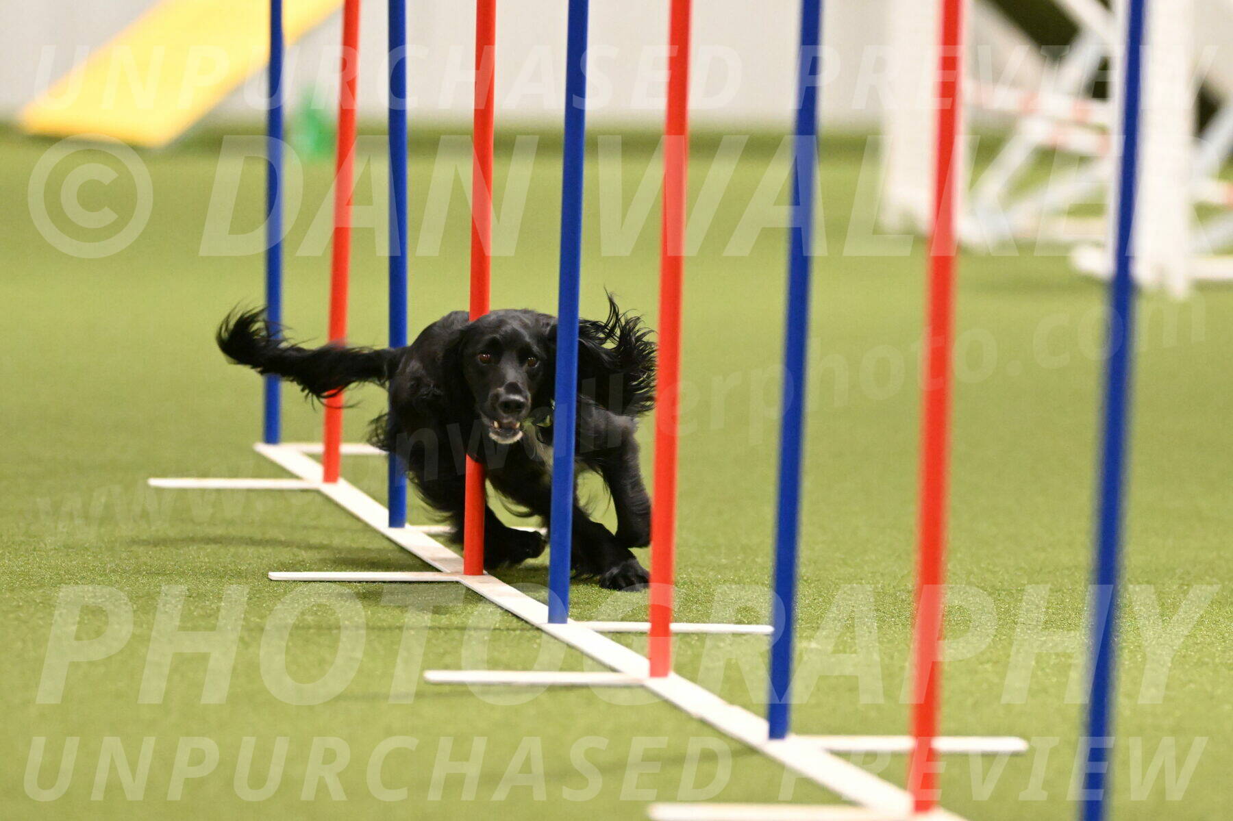 Falcon-Jessica-Murray-06222