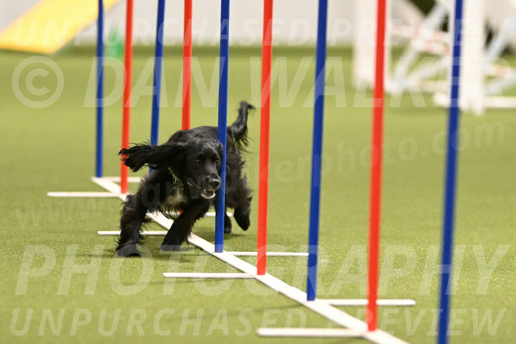 Falcon-Jessica-Murray-06223