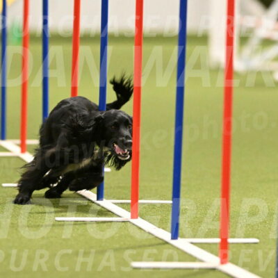 Falcon-Jessica-Murray-06224