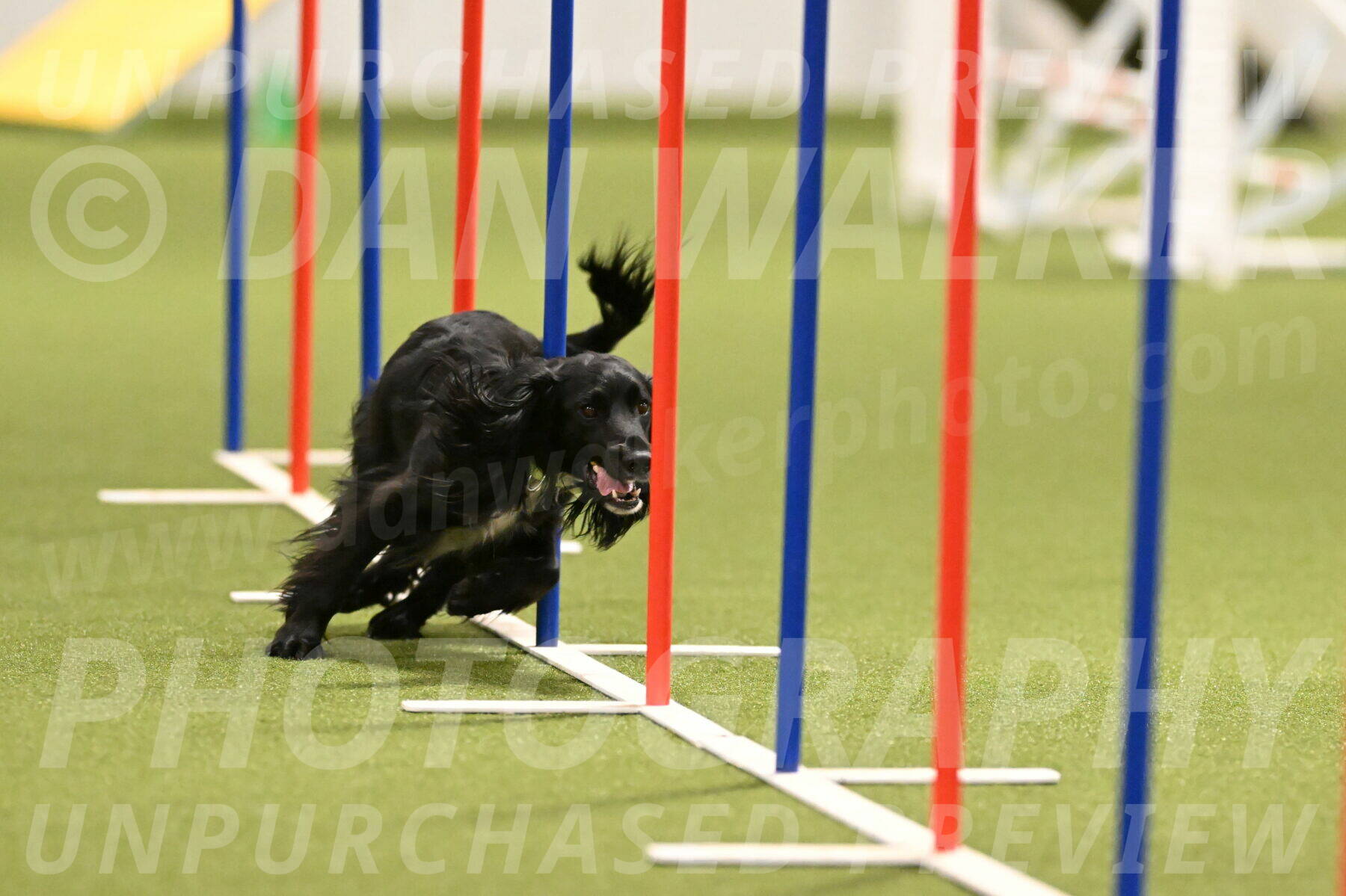 Falcon-Jessica-Murray-06224