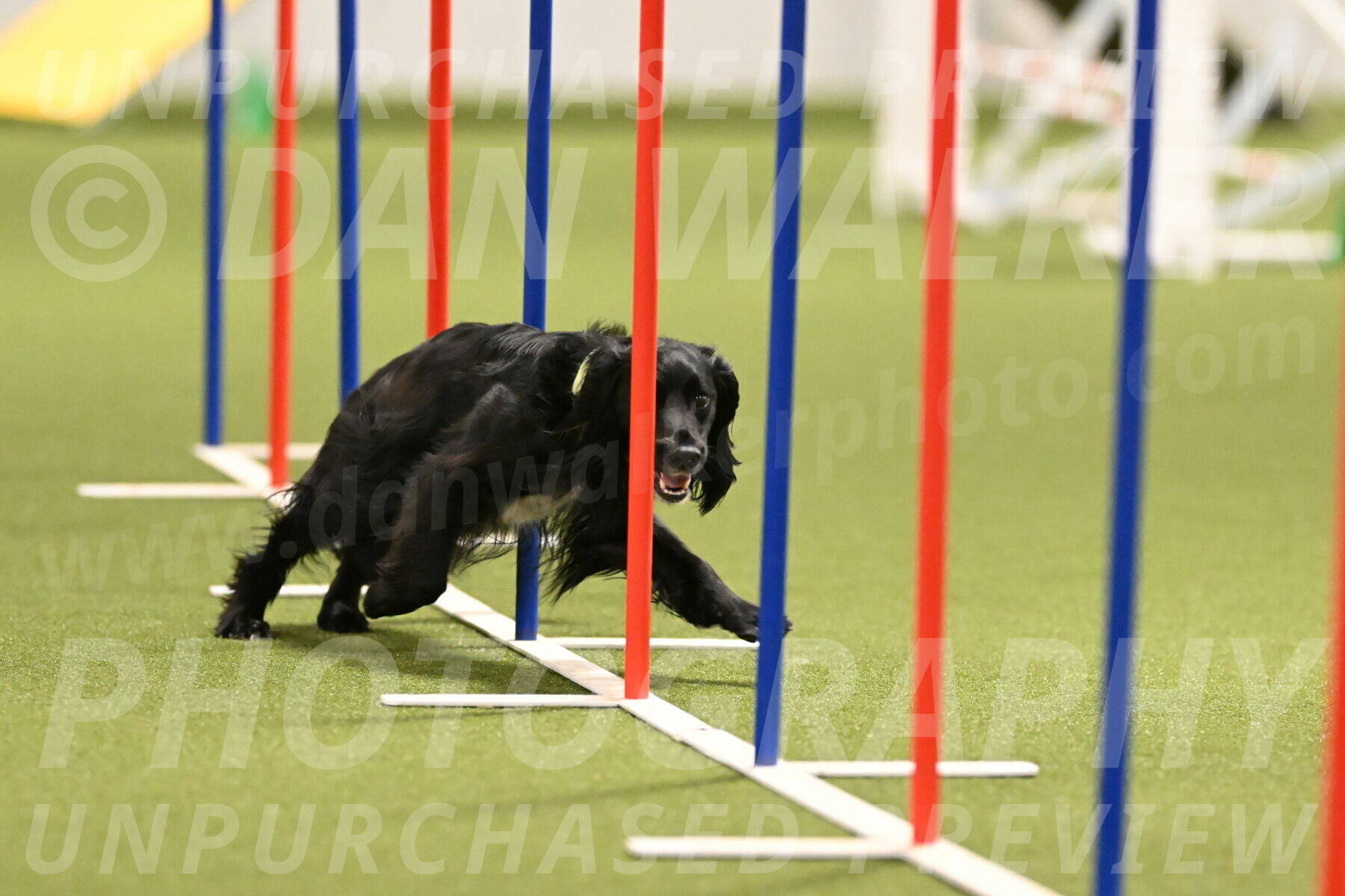 Falcon-Jessica-Murray-06225