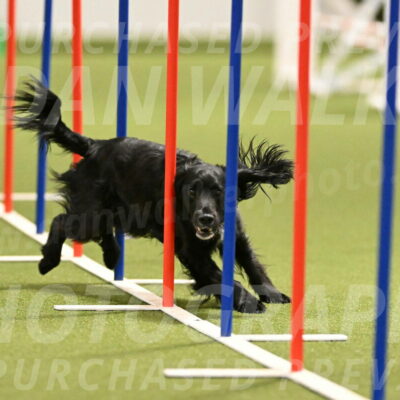 Falcon-Jessica-Murray-06226