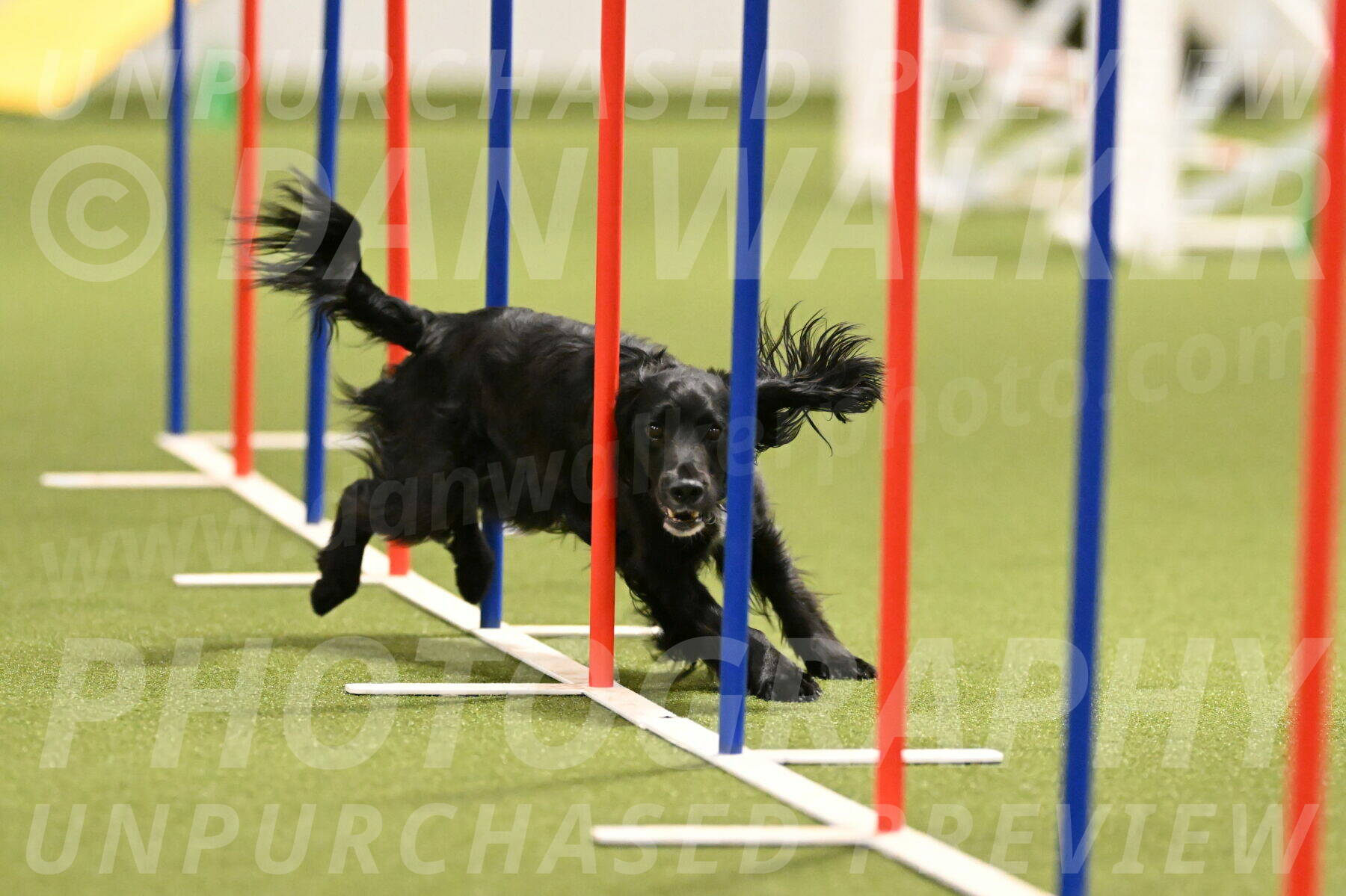 Falcon-Jessica-Murray-06226