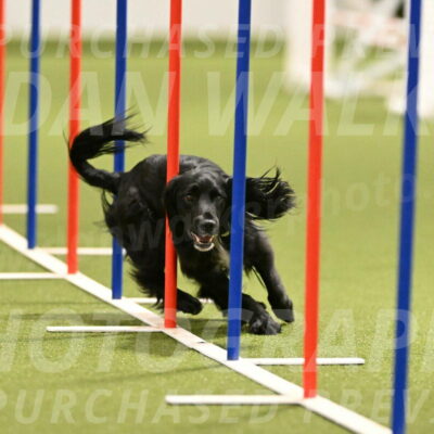 Falcon-Jessica-Murray-06227