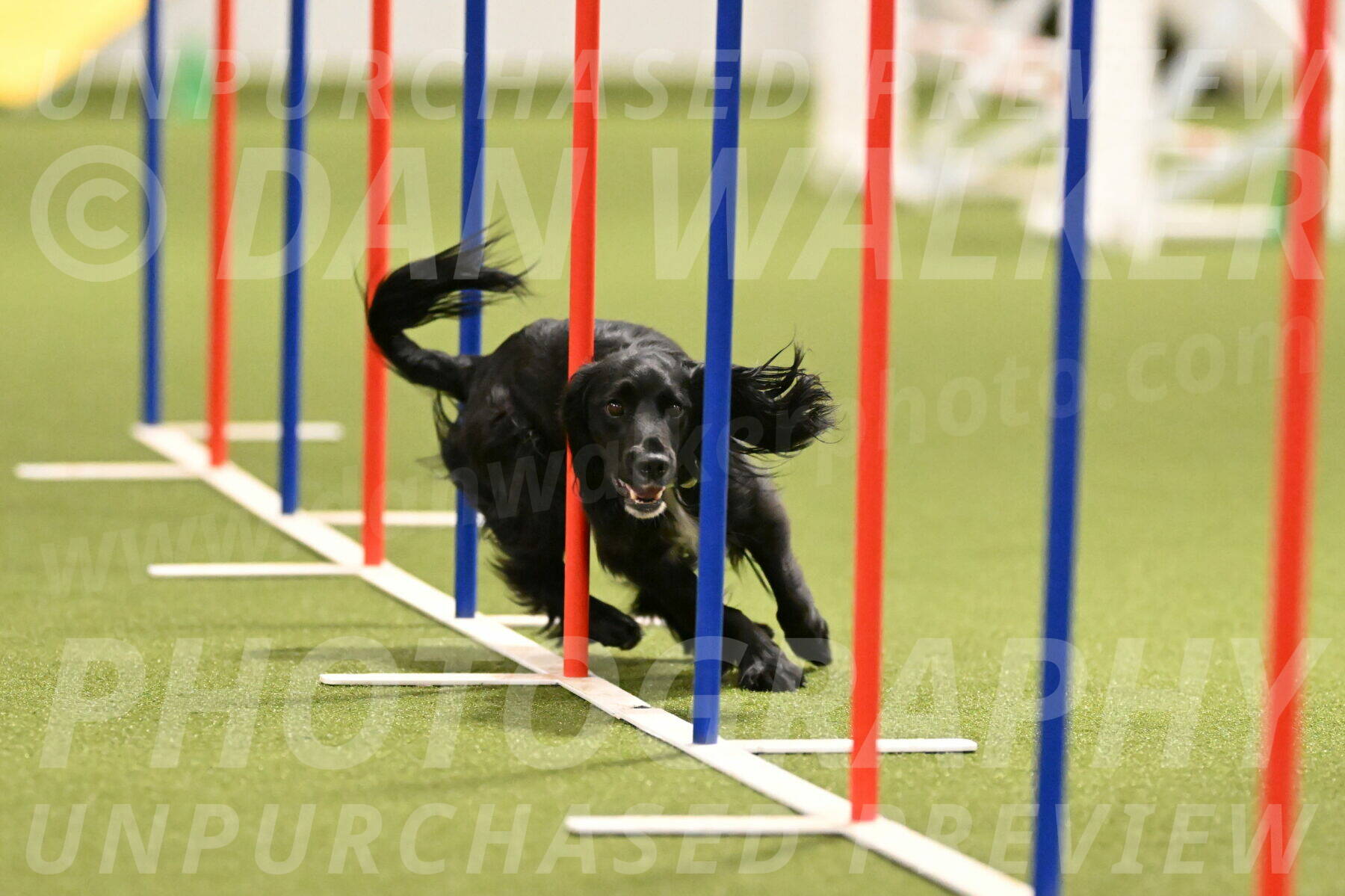 Falcon-Jessica-Murray-06227