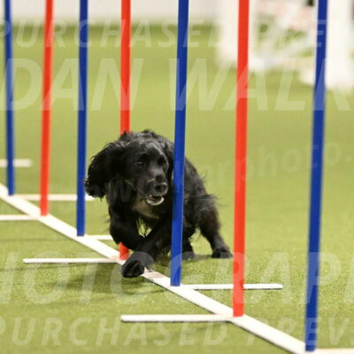 Falcon-Jessica-Murray-06228