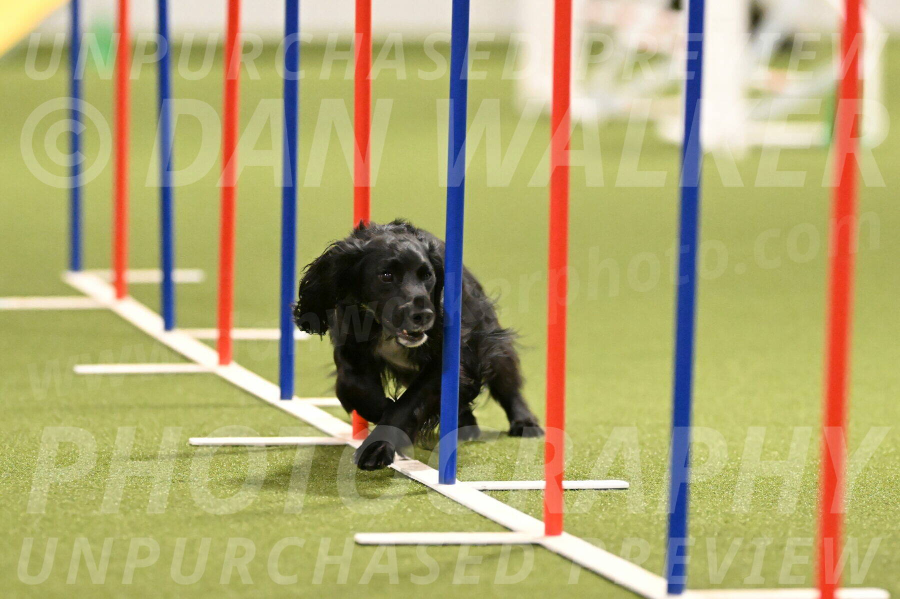 Falcon-Jessica-Murray-06228