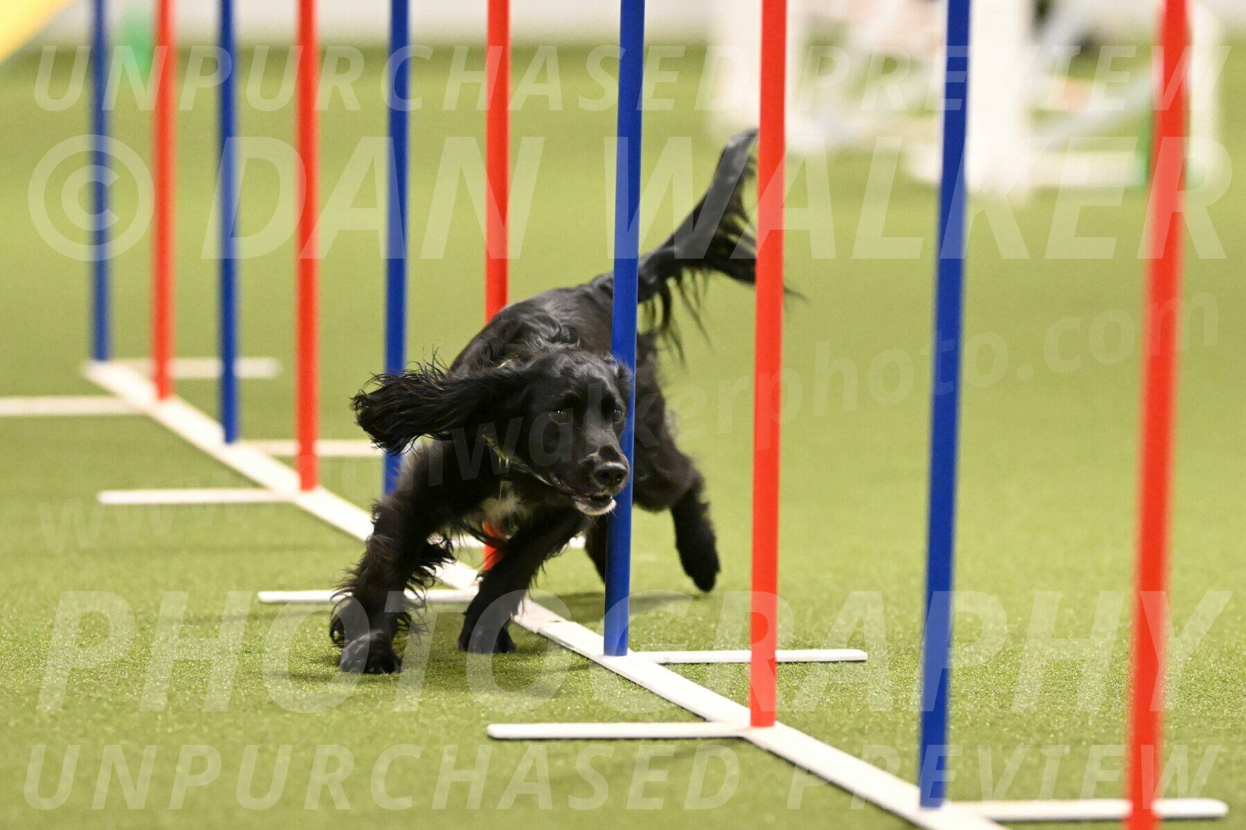 Falcon-Jessica-Murray-06229