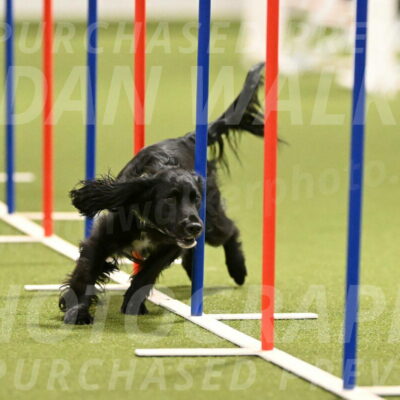 Falcon-Jessica-Murray-06229