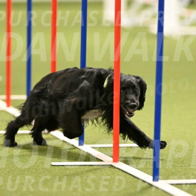 Falcon-Jessica-Murray-06230