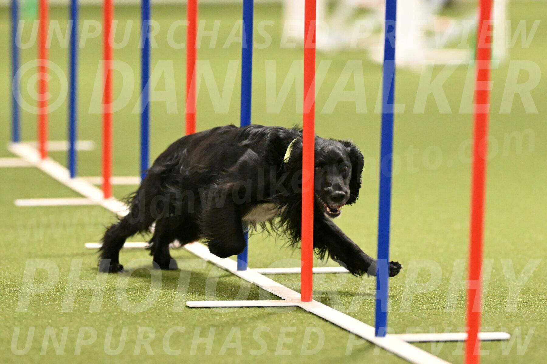 Falcon-Jessica-Murray-06230