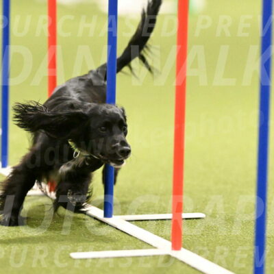 Falcon-Jessica-Murray-06231