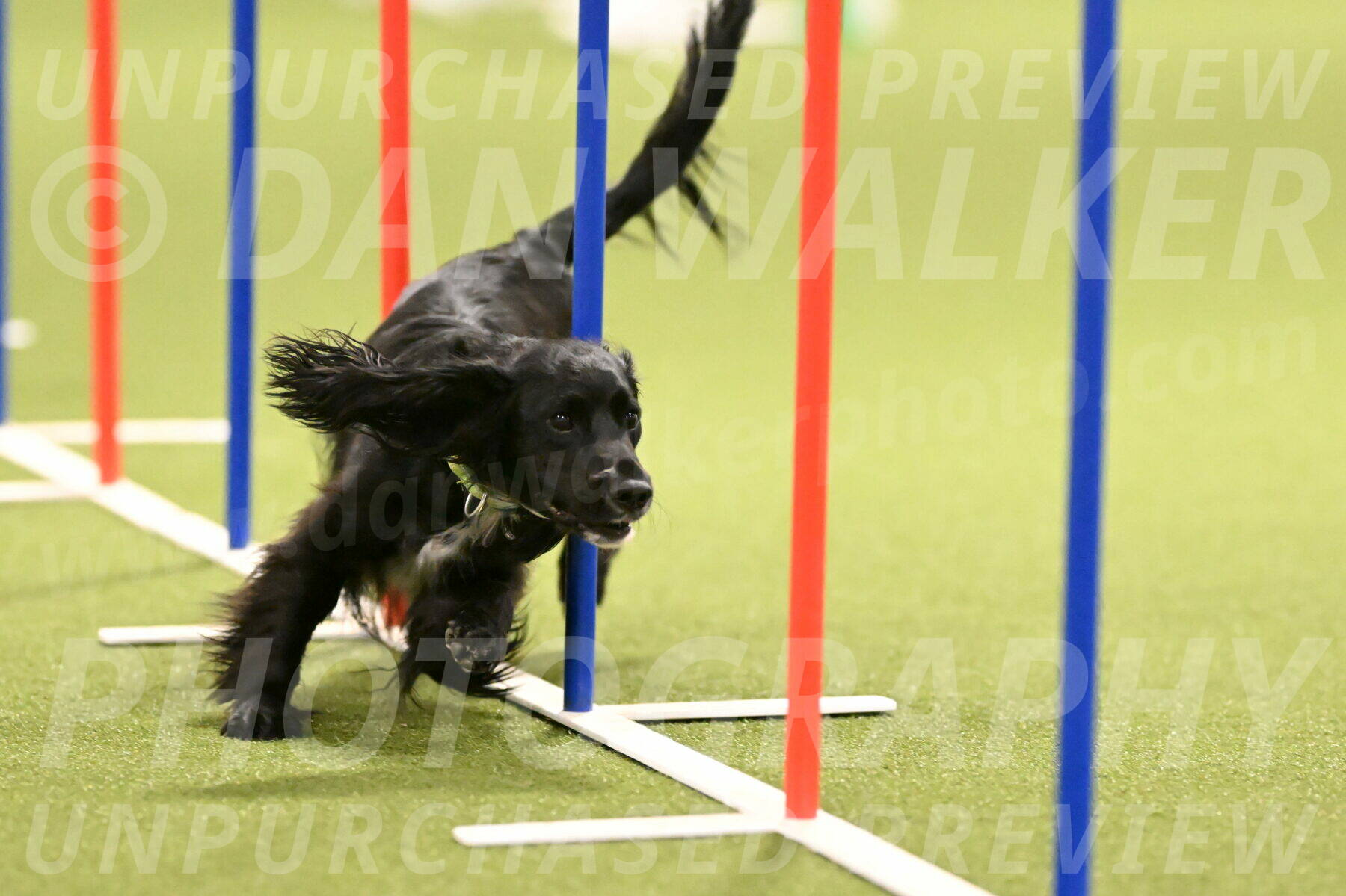 Falcon-Jessica-Murray-06231