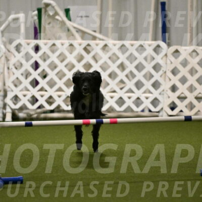 Falcon-Jessica-Murray-06232